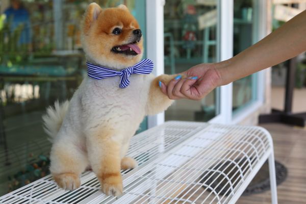 Kailua Kona Pets