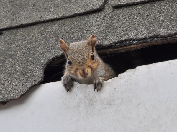 Kailua Kona Wildlife Removal