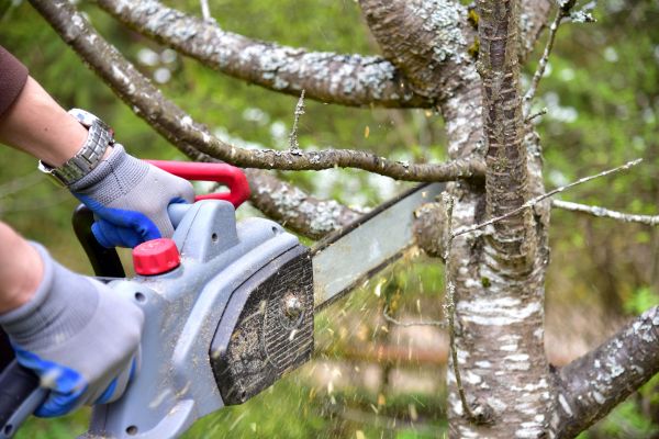 Kailua Kona Tree Trimming