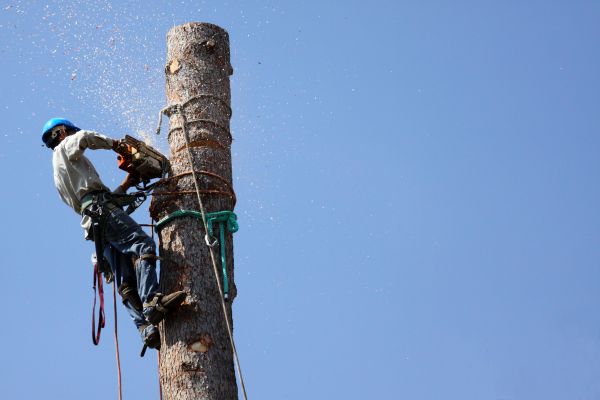 Kailua Kona Tree Removal