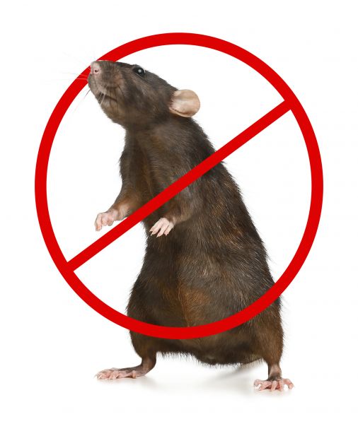 Kailua Kona Pest Control Service